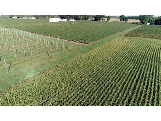 Van Buren County, Michigan Farmland - LAND AUCTION - 300+/- ACRES SPECIALTY CROP - GRAPES AND HOPS - OFFERED IN 8 TRACTS IN VAN BUREN COUNTY, MICHIGAN